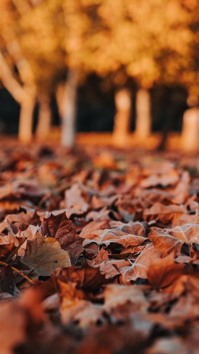brown leaf lot on ground iPhone wallpaper 