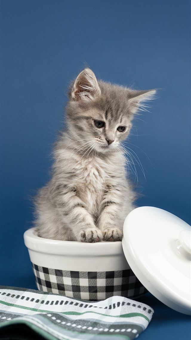 white and grey bicolor kitten iPhone wallpaper 