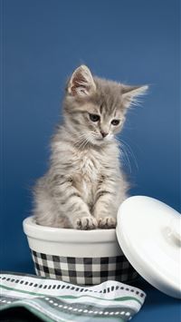 white and grey bicolor kitten wallpaper