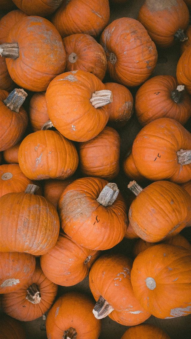 640x1136 squash lot - pumpkin iPhone Wallpaper