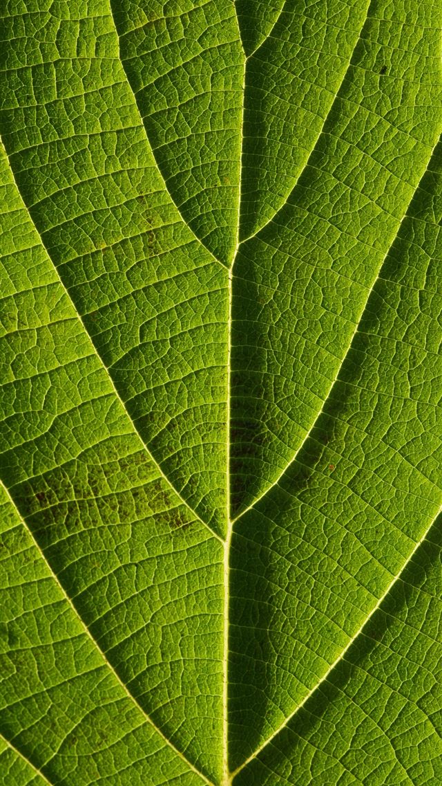 640x1136 green leaef - green iPhone Wallpaper