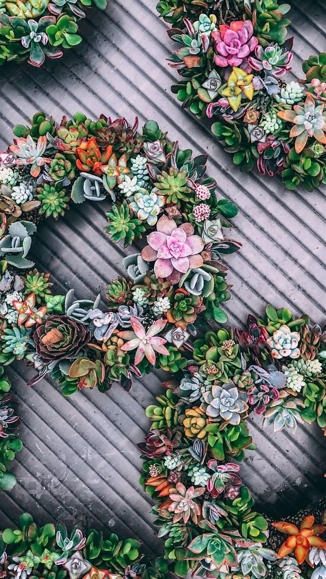 640x1136 green round succulent plants - yellow iPhone Wallpaper