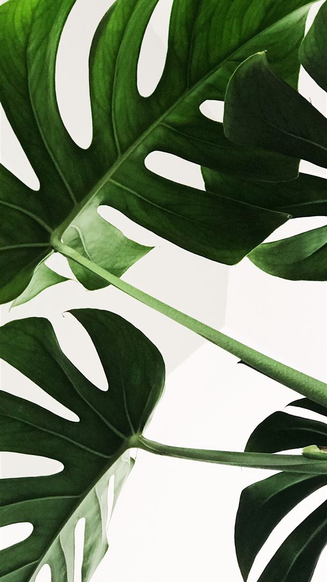 green leaves iPhone wallpaper 