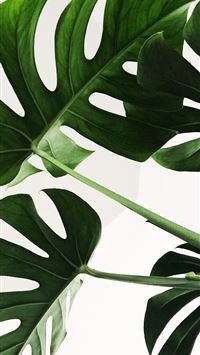 green leaves wallpaper