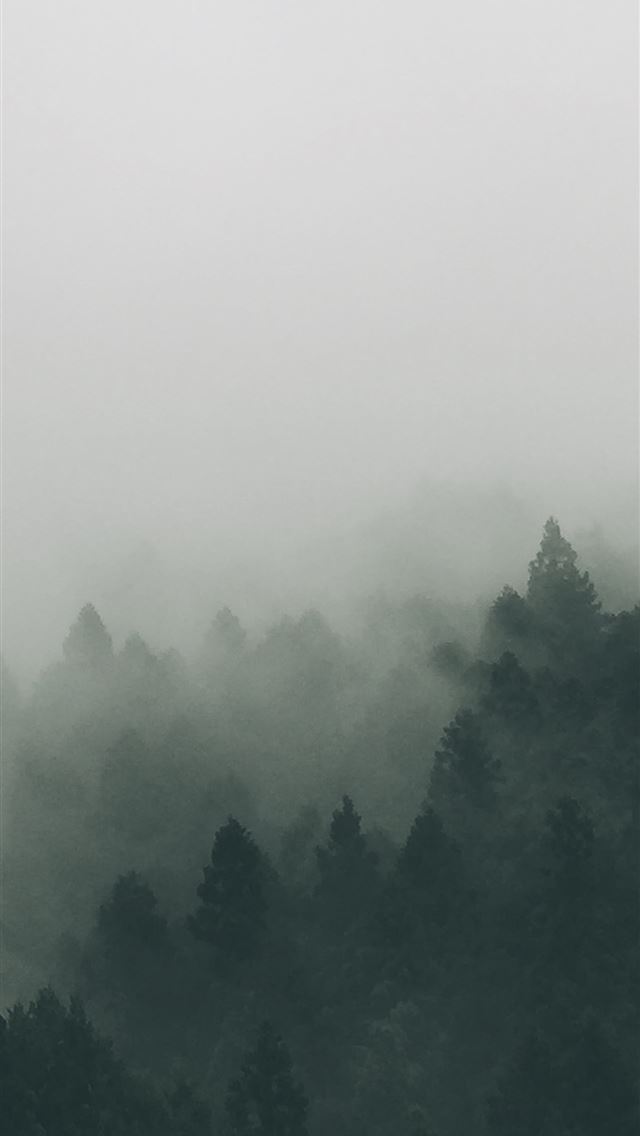 forest covered with fogs iPhone wallpaper 