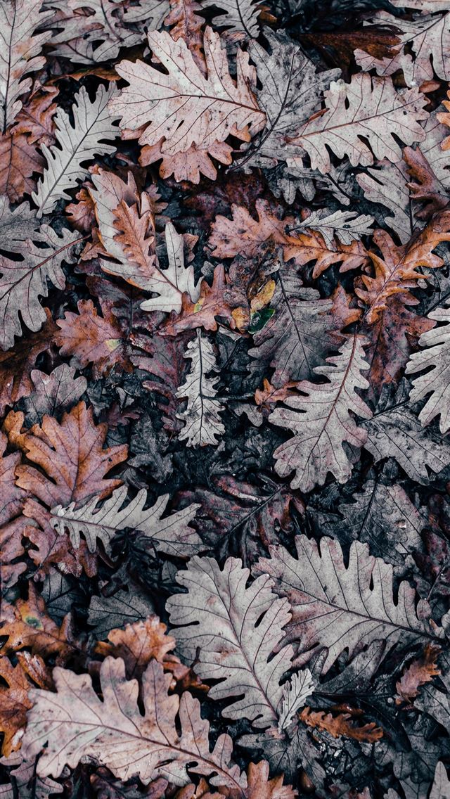 640x1136 selective photography of dried leaf - fall iPhone Wallpaper