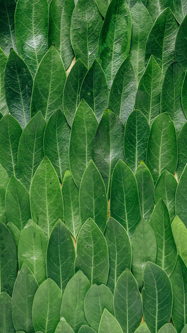 640x1136 red plant leaves - green iPhone Wallpaper