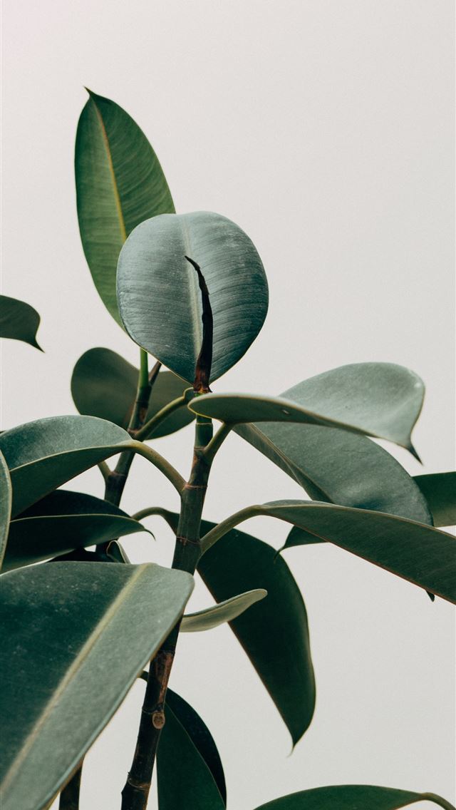 640x1136 green leafed plant - canada iPhone Wallpaper