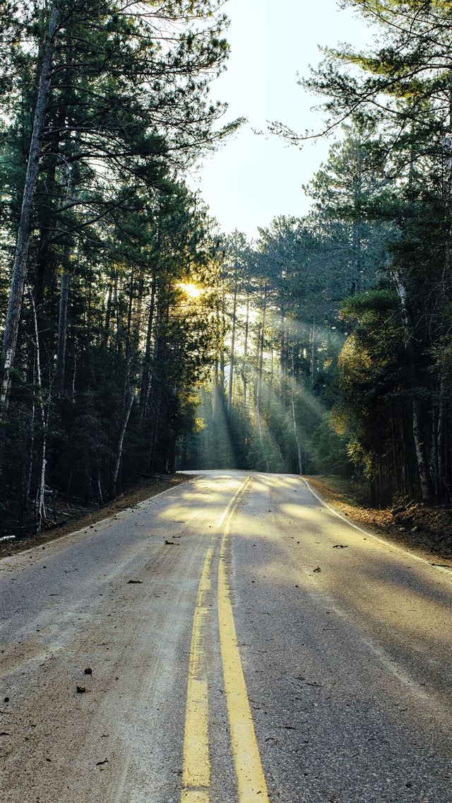 640x1136 road surrounded with trees - trees iPhone Wallpaper
