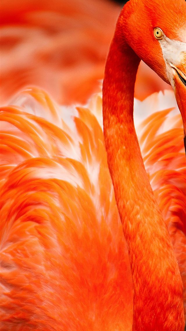 640x1136 closeup photo of orange bird - flamingo iPhone Wallpaper