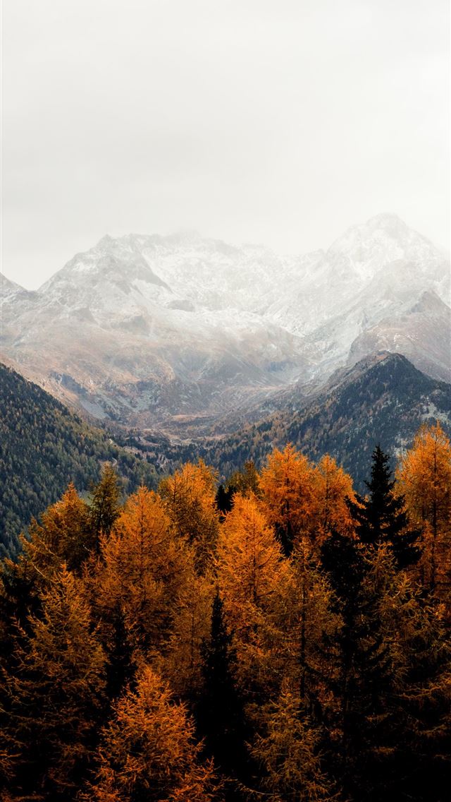 640x1136 bare tress and mountain - italy iPhone Wallpaper