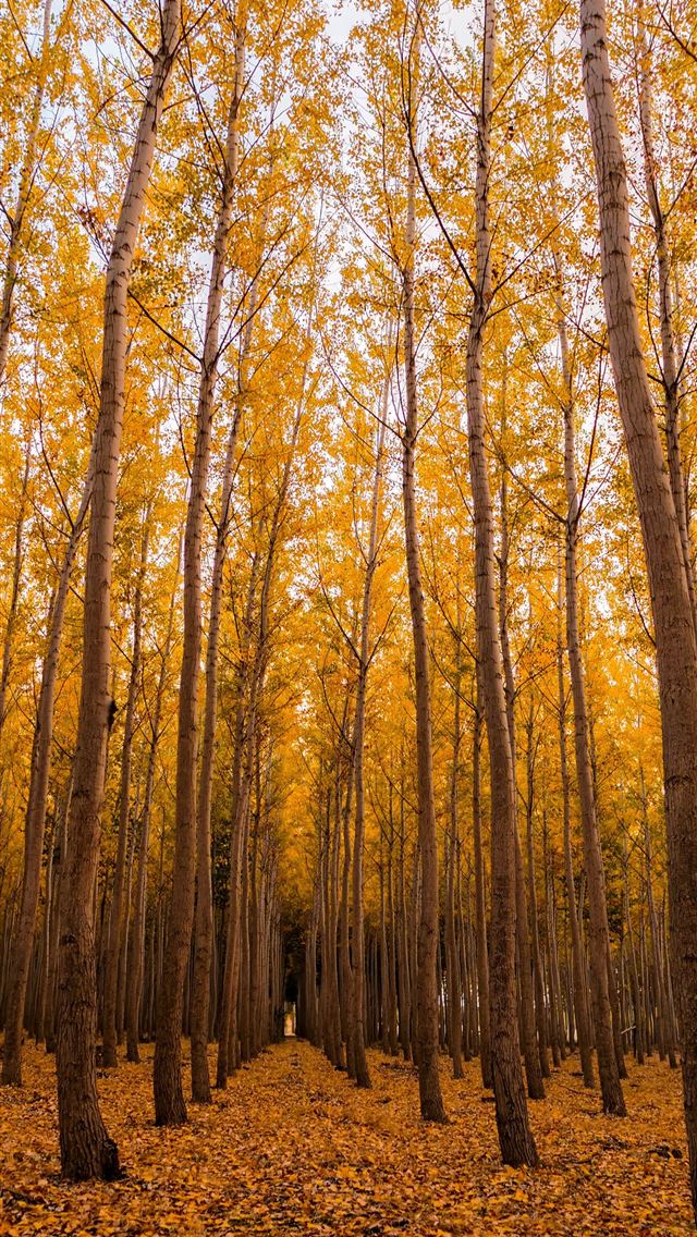 640x1136 low angle of forest at daytime - autumn iPhone Wallpaper
