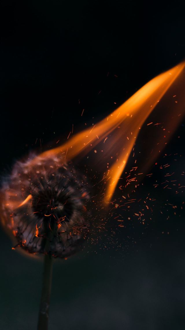 640x1136 burning white dandelion - cover iPhone Wallpaper