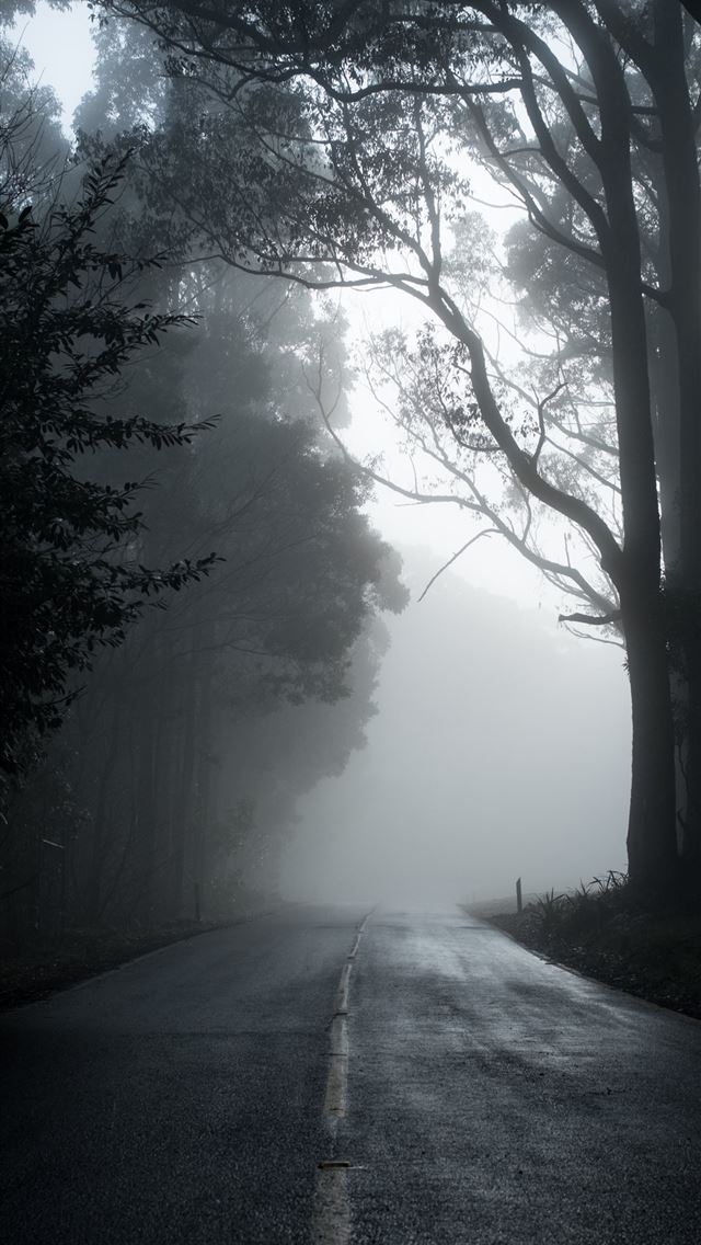 gray road in between trees in grayscale photograph... iPhone wallpaper 