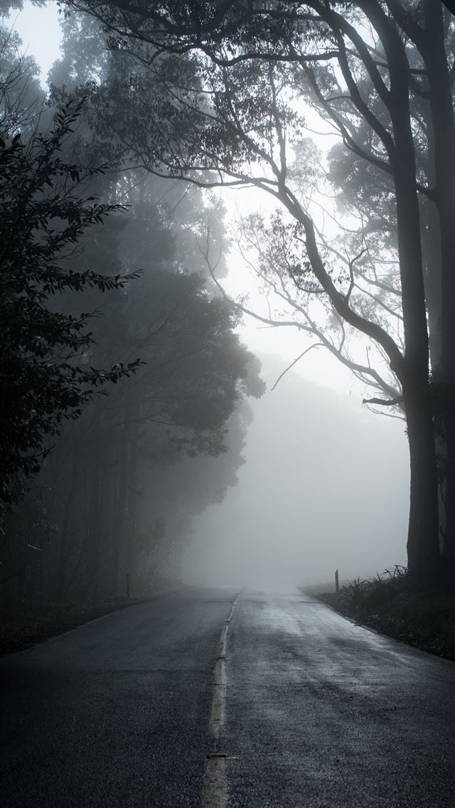 640x1136 gray road in between trees in grayscale photograph... - cloud iPhone Wallpaper