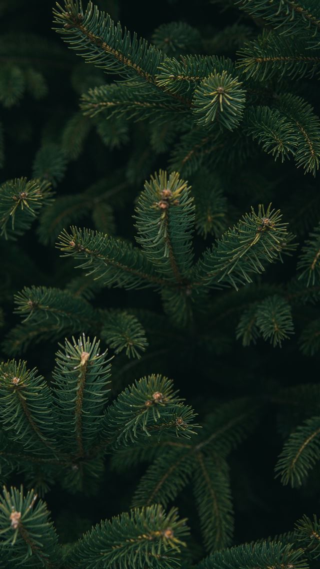640x1136 close up photo of green Christmas tree - tree iPhone Wallpaper