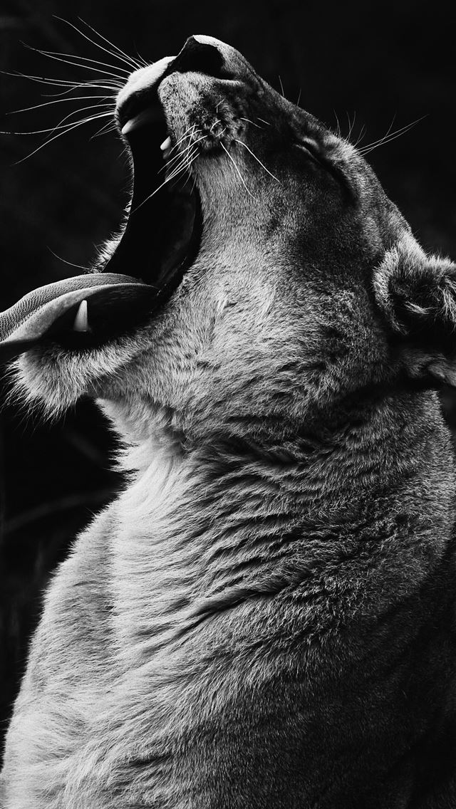 640x1136 grayscale photography of yawning lioness - grey iPhone Wallpaper