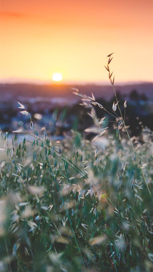 640x1136 selrctive focus of white flowers -  iPhone Wallpaper