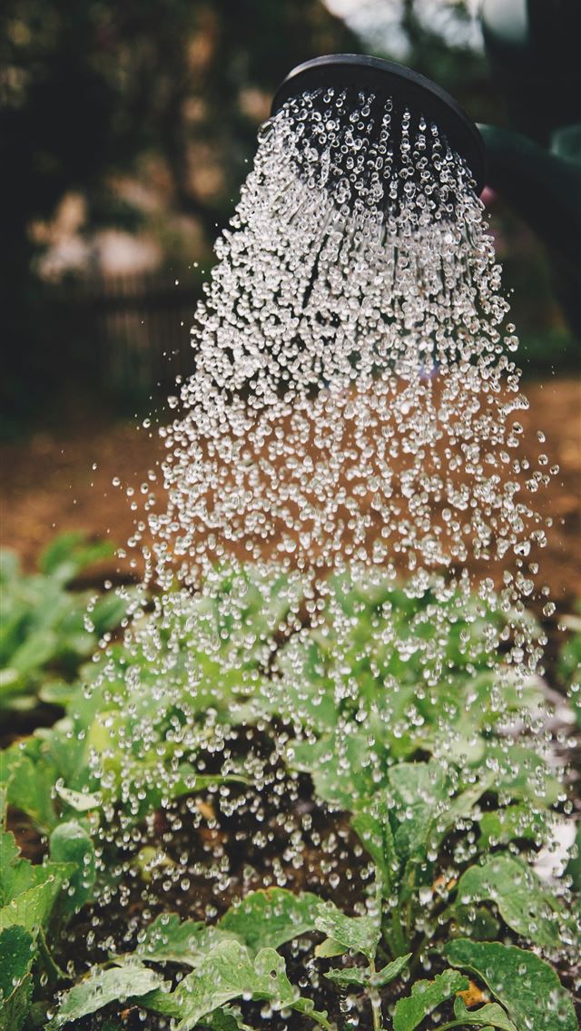 640x1136 person watering plant - deutschland iPhone Wallpaper