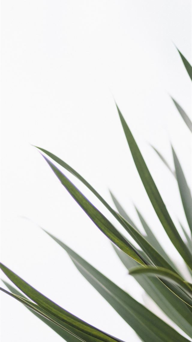 640x1136 close up photo of green leaf - simple iPhone Wallpaper
