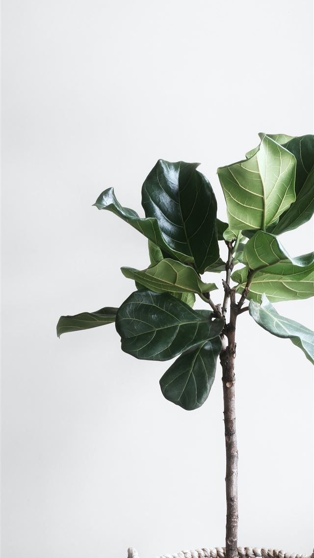 640x1136 potted green plant beside wall - green iPhone Wallpaper