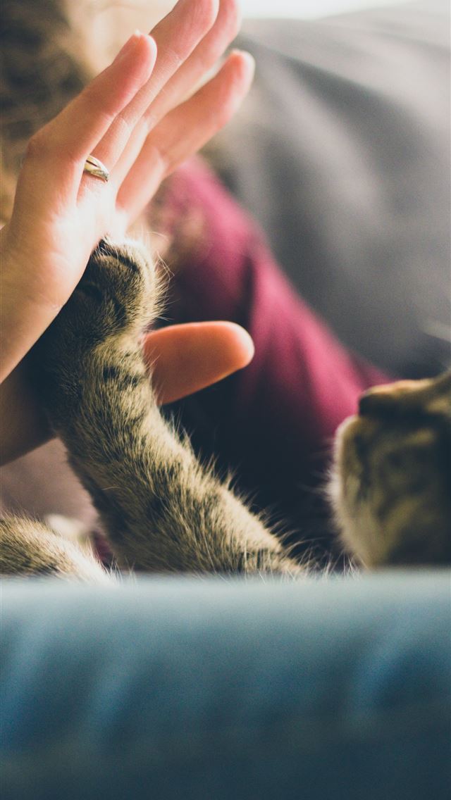 640x1136 tabby cat touching person's palm - belgium iPhone Wallpaper