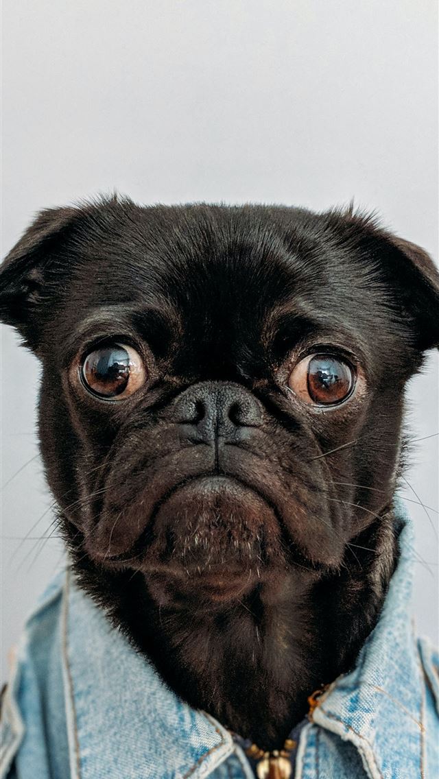 640x1136 black dog wearing blue denim collar - cute iPhone Wallpaper