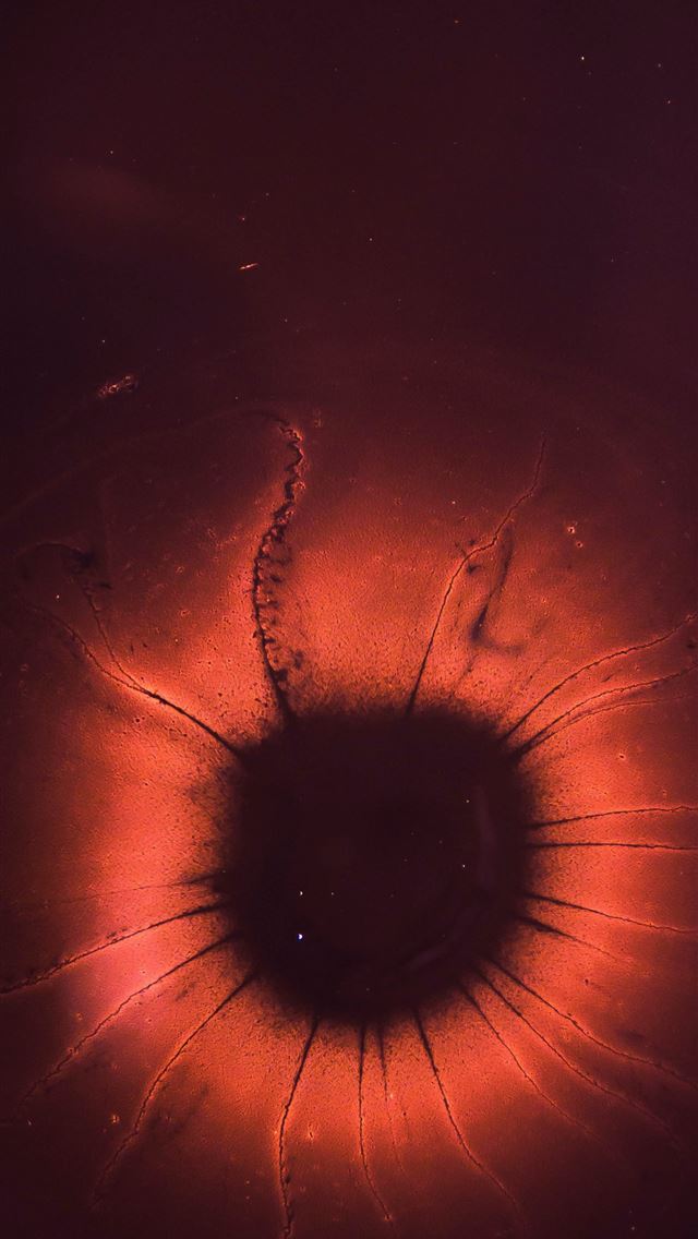 640x1136 microscope photography of red and black microorgan... - abstract iPhone Wallpaper