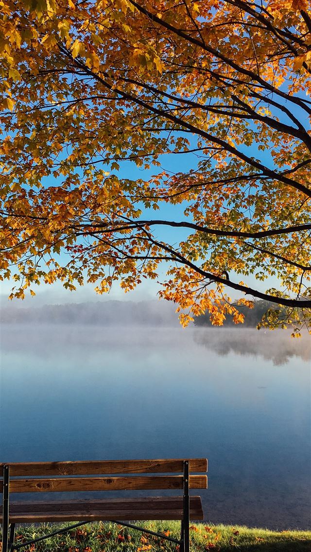 640x1136 brown wooden bench beside tree - fall iPhone Wallpaper
