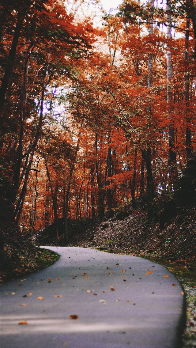 640x1136 gray road beside a trees - fall iPhone Wallpaper