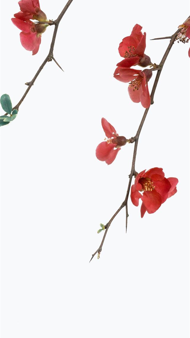 640x1136 red petaled flowers with white background - floral iPhone Wallpaper