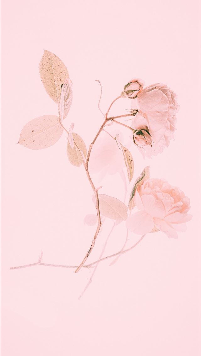 640x1136 pink flower painting - pink iPhone Wallpaper