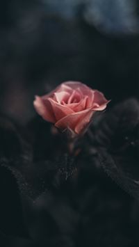 pink rose flower in selective photography wallpaper