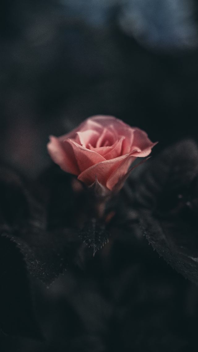 640x1136 pink rose flower in selective photography - floral iPhone Wallpaper