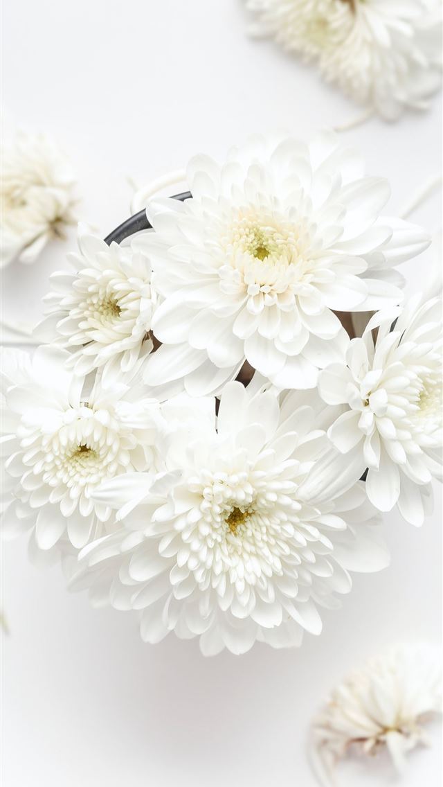 640x1136 white petaled flower on white background - floral iPhone Wallpaper