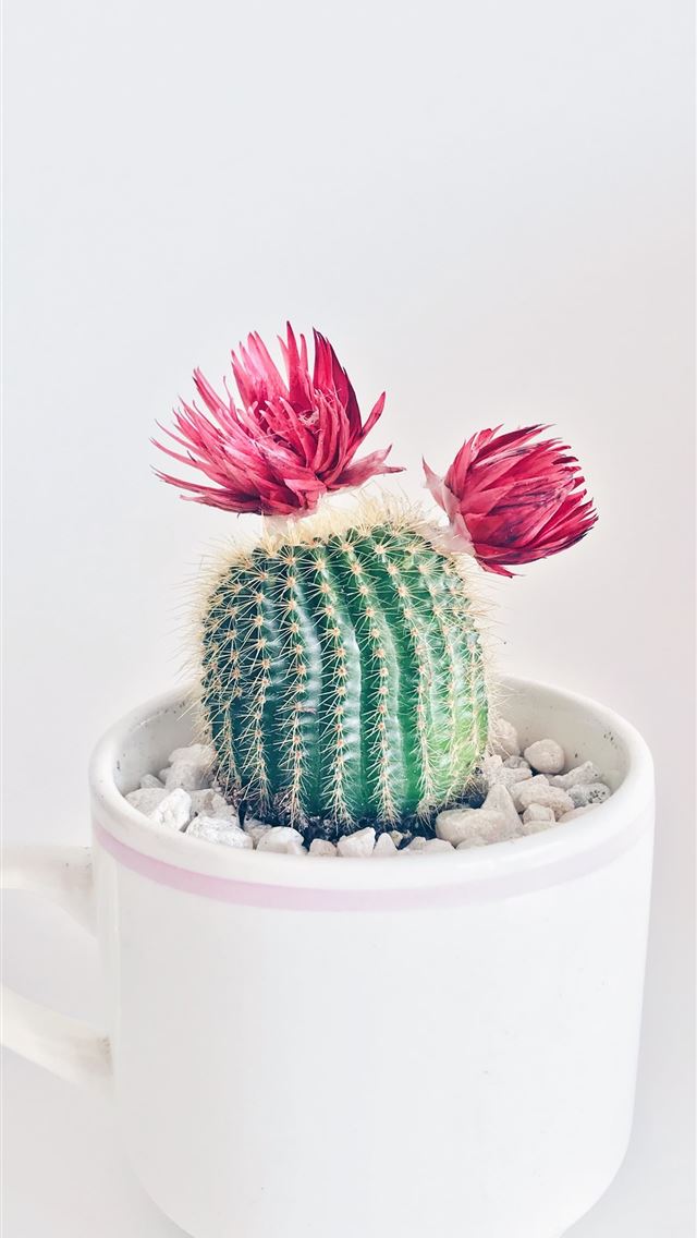 640x1136 green cactus with flowers - pink iPhone Wallpaper