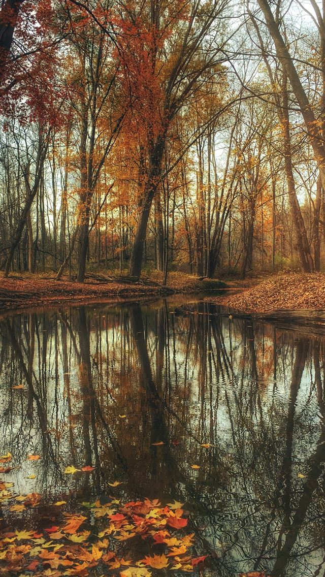 dried maple leaves on body of water near maple lea... iPhone wallpaper 