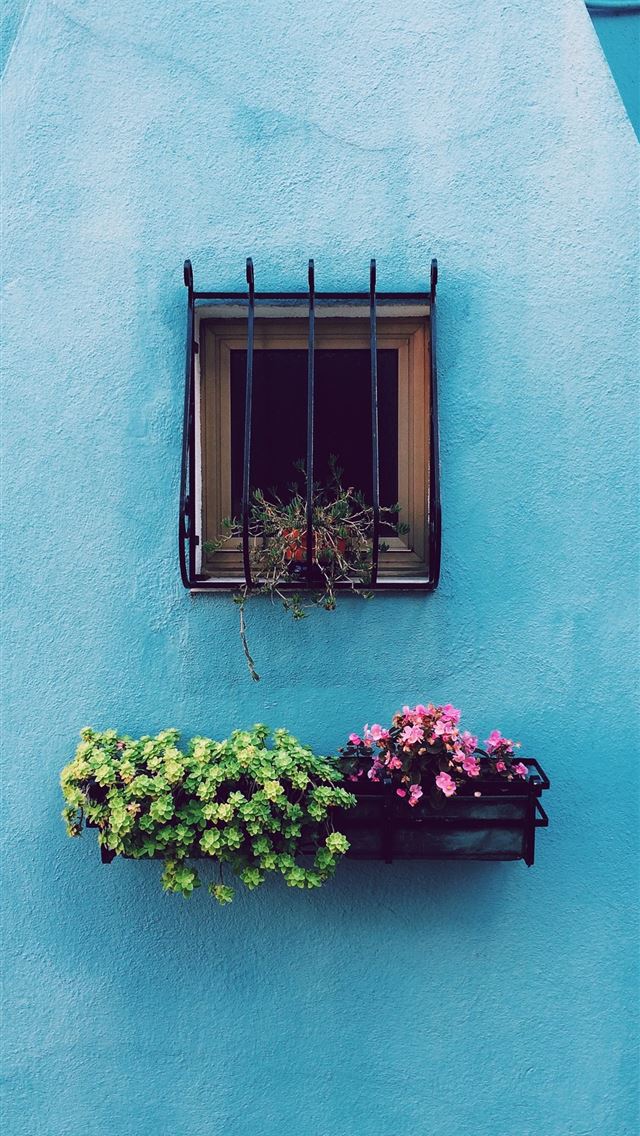 640x1136 window with frame above green and pink petaled flo... - windows iPhone Wallpaper