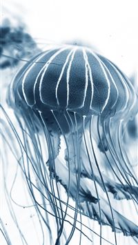 macro shot of jelly fish wallpaper