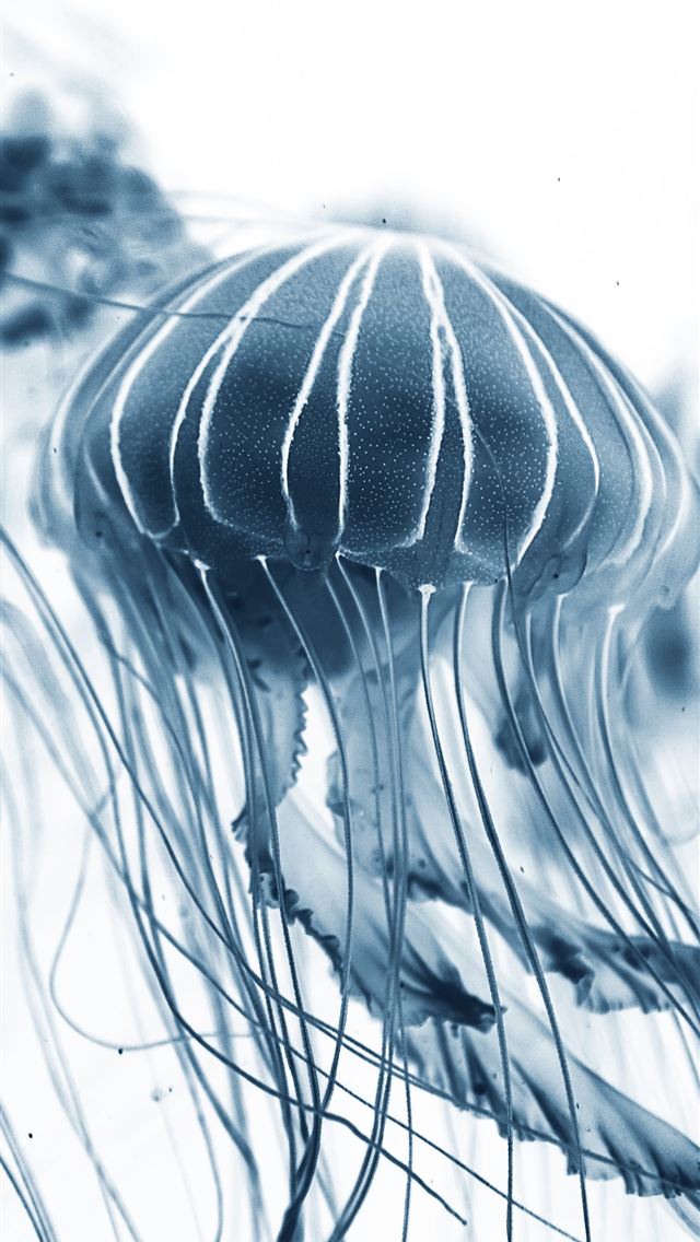 640x1136 macro shot of jelly fish - valencia iPhone Wallpaper