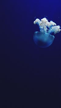 jellyfish under water photo wallpaper