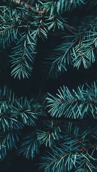 closeup photo of green Christmas tree wallpaper