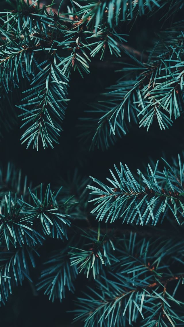 640x1136 closeup photo of green Christmas tree - united kingdom iPhone Wallpaper