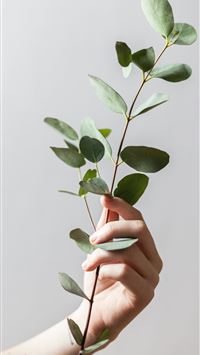 person holding leaf plant wallpaper