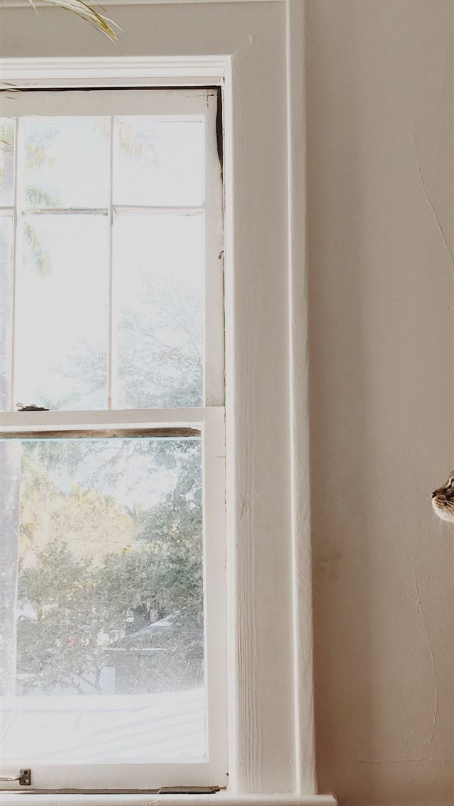 640x1136 medium fur brown and white cat sitting on brown so... - window iPhone Wallpaper