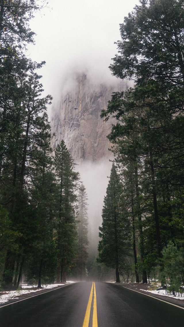 640x1136 black concrete road surrounded by trees during day... - trees iPhone Wallpaper