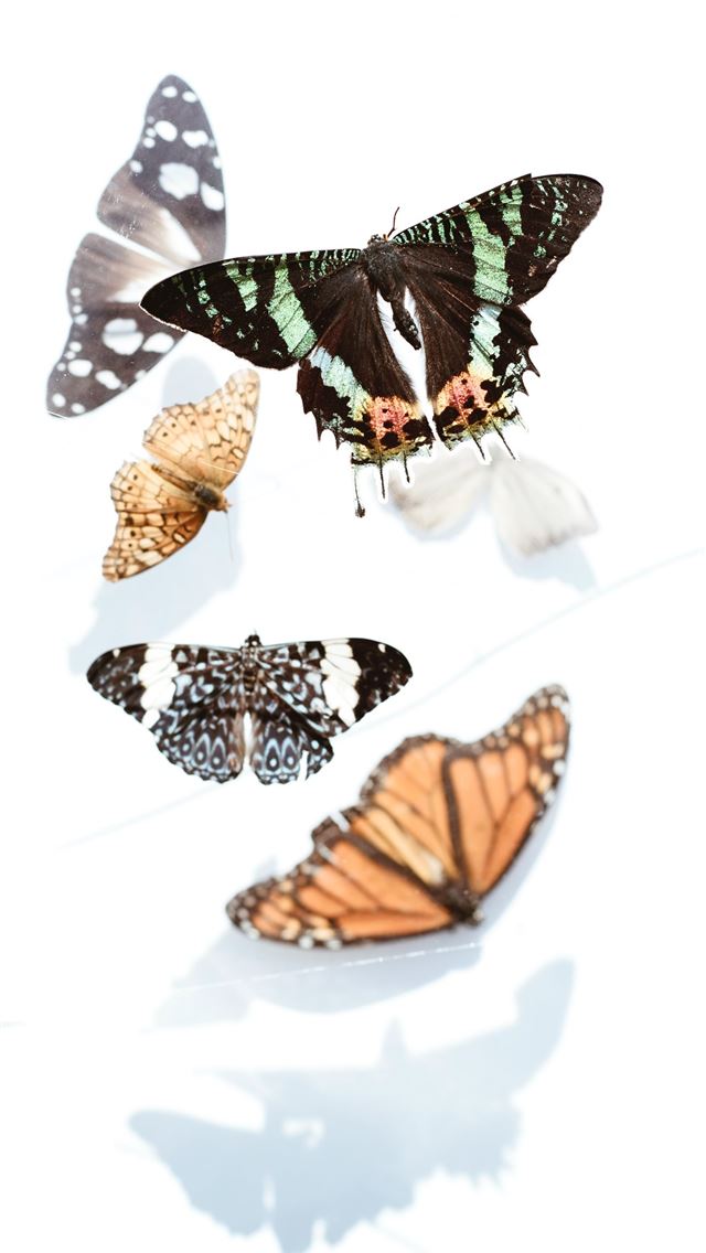 640x1136 five assorted butterflies -  iPhone Wallpaper