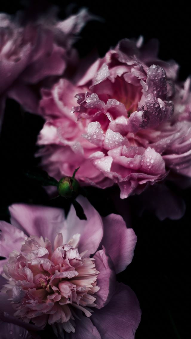640x1136 shallow focus photography of purple carnation flow... - dark (black) iPhone Wallpaper