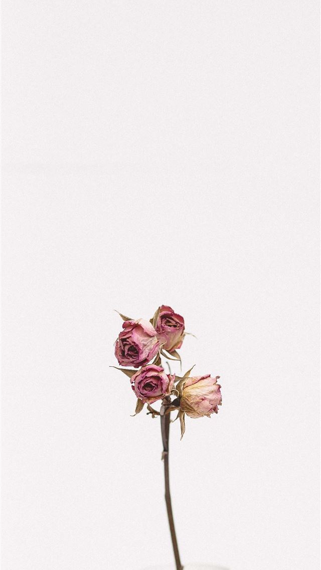 640x1136 pink rose flower - northern kentucky university iPhone Wallpaper