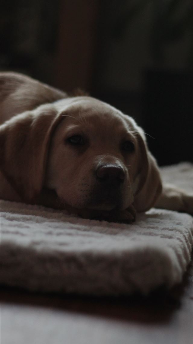 640x1136 beige dog on rug - cute iPhone Wallpaper